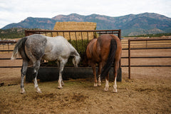Hay V-Feeder 6'x6'x10' w/24" Belting