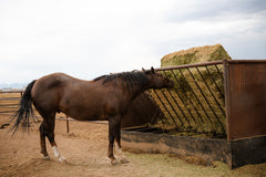Hay V-Feeder 6'x6'x10' w/24" Belting