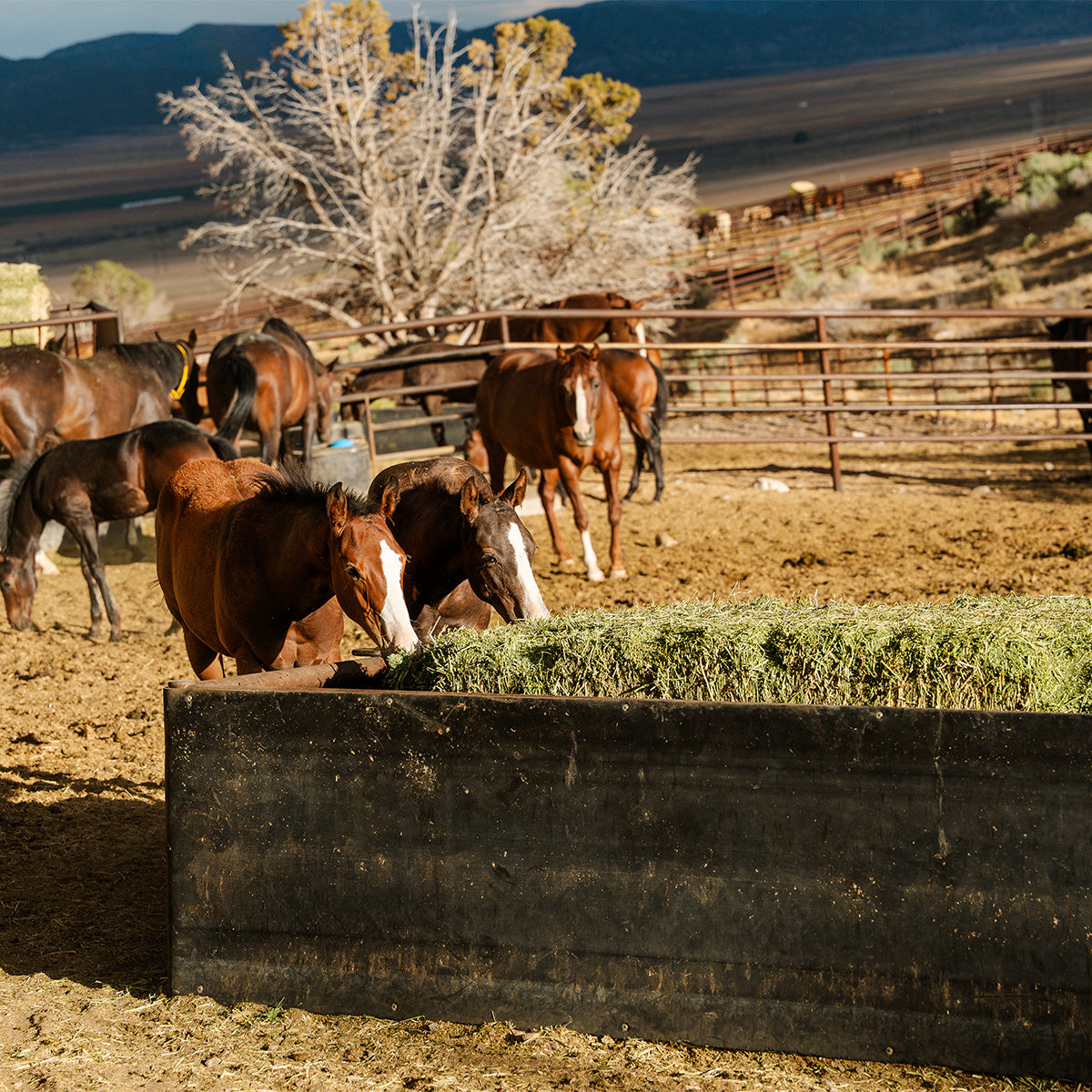 Big Bale Horse Feeder with 30" Belting