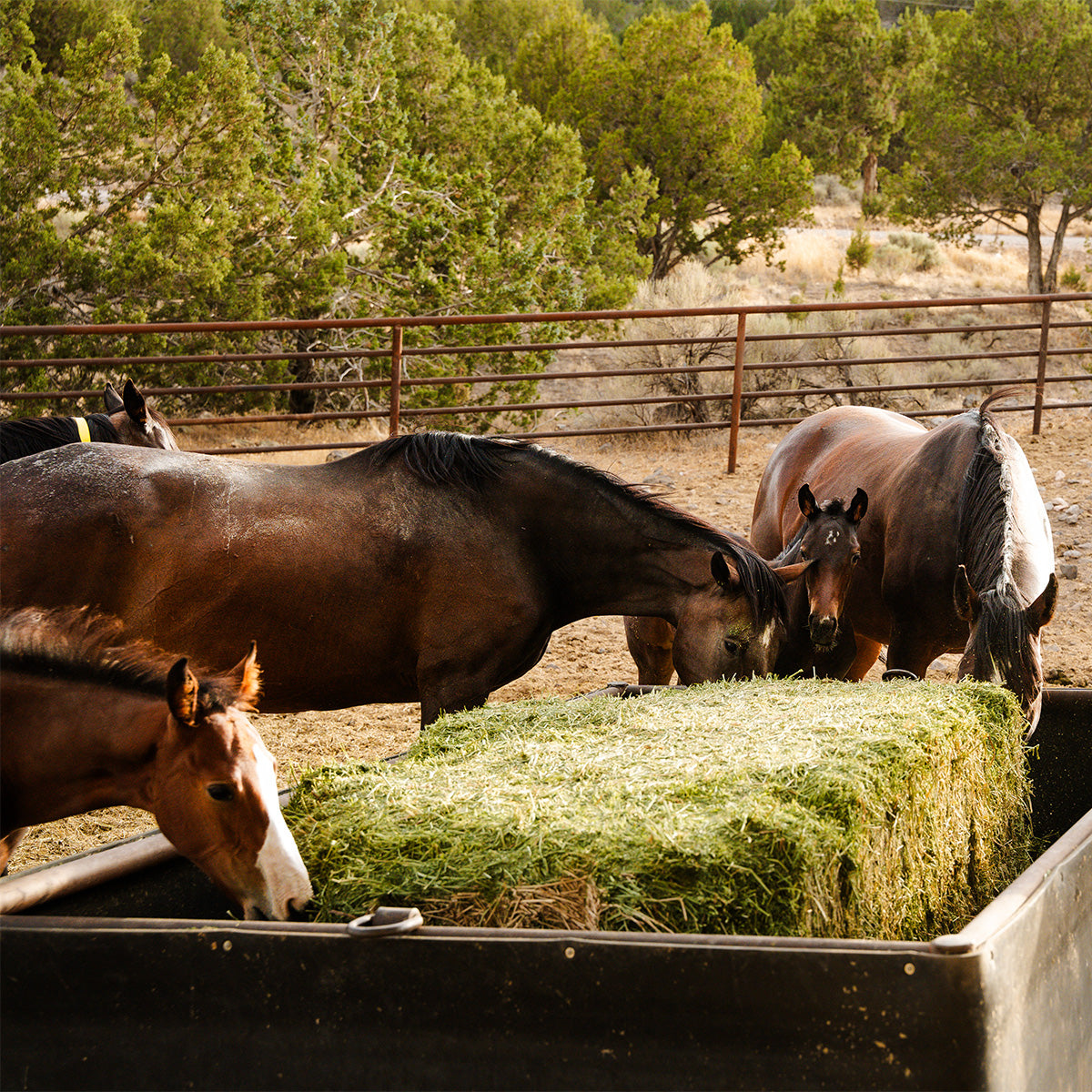 Big Bale Horse Feeder with 30" Belting